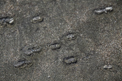 Olivella semistriata