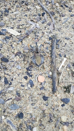 Arilus carinatus