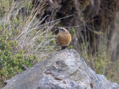 Ochthoeca fumicolor
