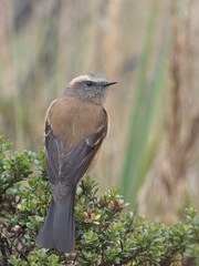 Ochthoeca fumicolor
