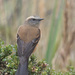 Brown-backed Chat-Tyrant - Photo (c) William Stephens, some rights reserved (CC BY)