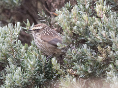 Leptasthenura andicola