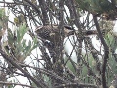 Leptasthenura andicola