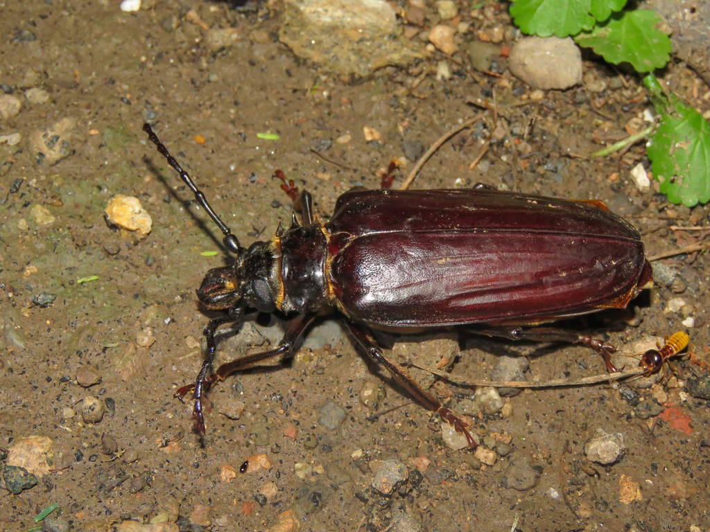 Anthracocentrus beringei