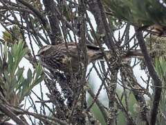 Leptasthenura andicola