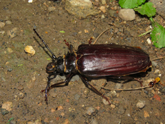Anthracocentrus beringei