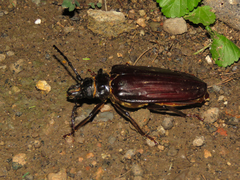 Anthracocentrus beringei
