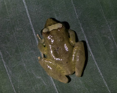 Diasporus