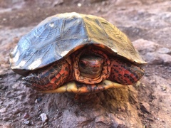 Rhinoclemmys pulcherrima rogerbarbouri