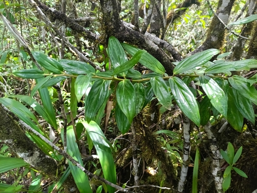 Cavendishia callista, photograph 3