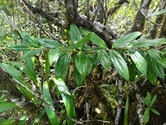 Cavendishia callista, photograph Guillaume Delaitre, CC BY, iNaturalist via GBIF