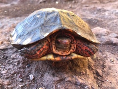 Rhinoclemmys pulcherrima rogerbarbouri