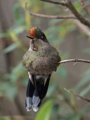 Chalcostigma herrani