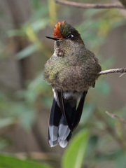 Chalcostigma herrani