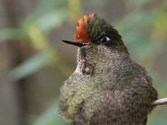 Chalcostigma herrani