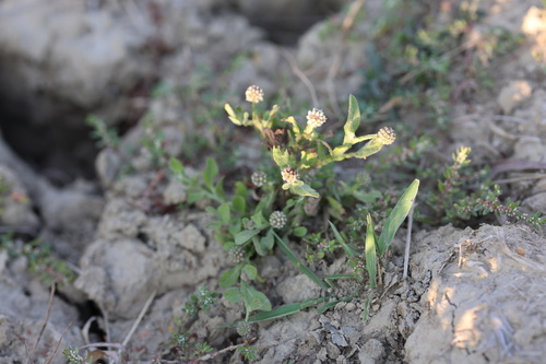 Sphaeranthus africanus observed 2026-04-13