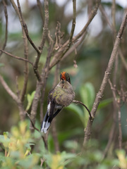 Chalcostigma herrani