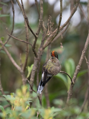 Chalcostigma herrani