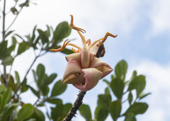 Image of Spirotheca rosea
