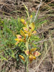 Gladiolus pardalinus