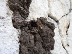 Lestrimelitta niitkib