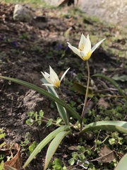 Tulipa bifloriformis
