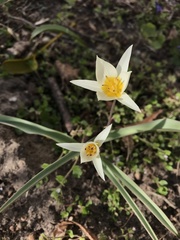 Tulipa bifloriformis