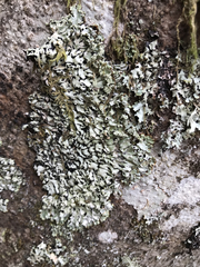 Menegazzia subsimilis