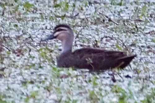 Pacific Black Duck