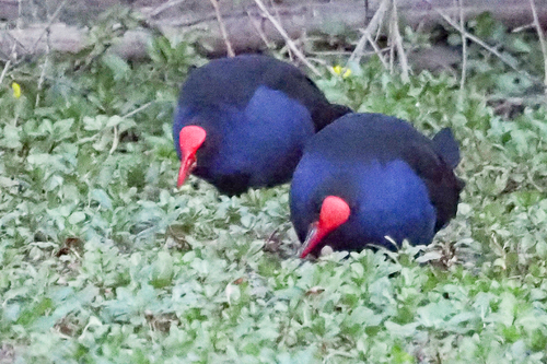 Australasian Swamphen