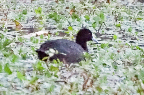 Eurasian Coot