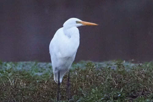 Great Egret