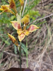 Gladiolus pardalinus
