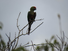 Aratinga auricapillus