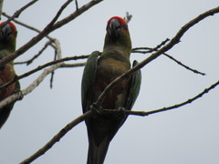 Aratinga auricapillus