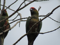 Aratinga auricapillus