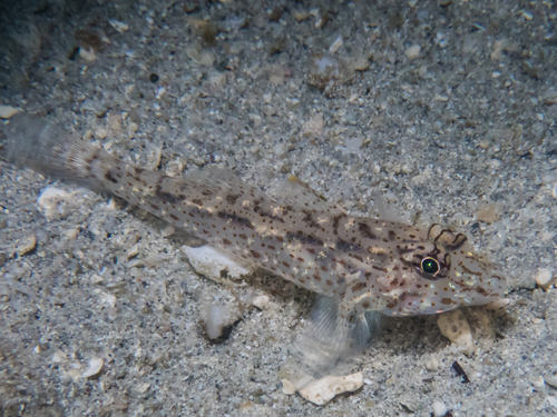 Neophyte Sandgoby