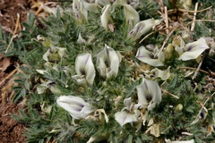 Oxytropis includens