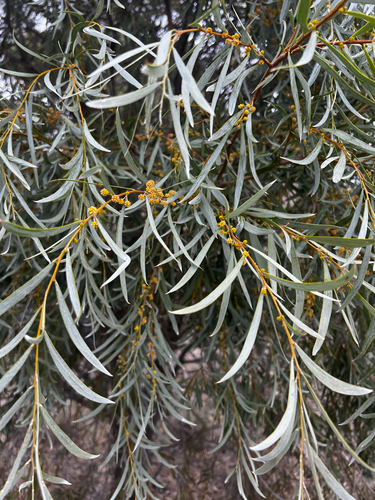 Acacia pendula