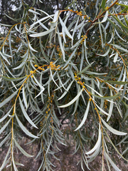 Acacia pendula, photograph (c) Alex Stuart, some rights reserved (CC BY)