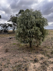Acacia pendula, photograph (c) Alex Stuart, some rights reserved (CC BY)