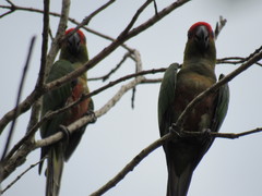 Aratinga auricapillus
