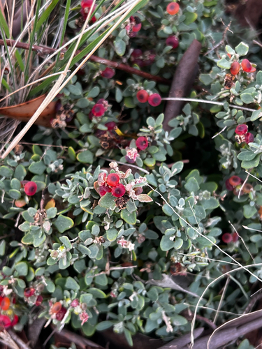Chenopodium spinescens, photograph 5
