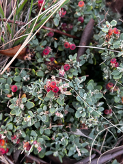 Chenopodium spinescens, photograph Alex Stuart, CC BY, iNaturalist via GBIF