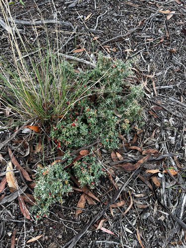 Chenopodium spinescens, photograph 6