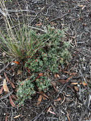 Chenopodium spinescens, photograph Alex Stuart, CC BY, iNaturalist via GBIF