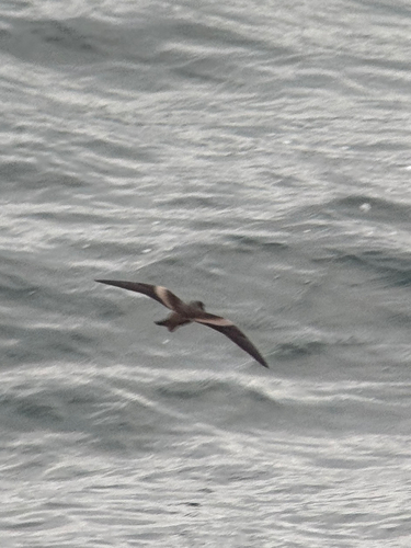 Markham's Storm Petrel (Hydrobates markhami), photo 10