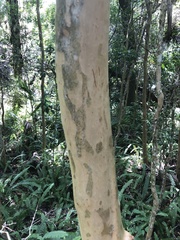 Myrcianthes fragrans