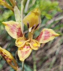 Gladiolus pardalinus