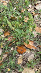 Urtica chamaedryoides
